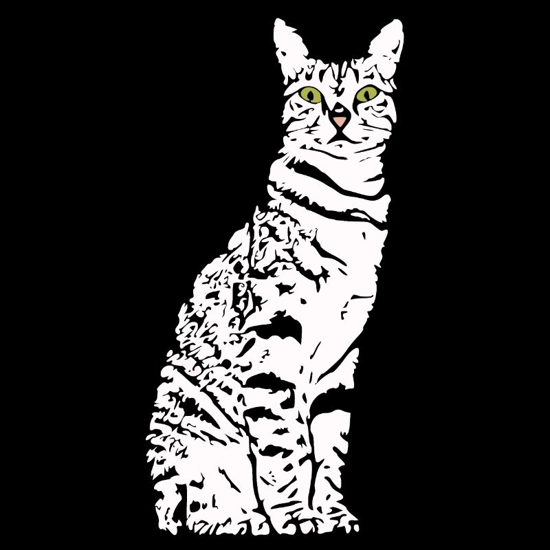 Chat Blanc Blanc Chats Chaton mignon