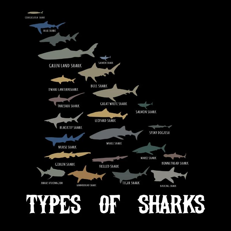Types de requins, requins pèlerins grand requin blanc