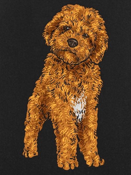 Cavapoo Capoodle Cavoodle Hund Geschenk