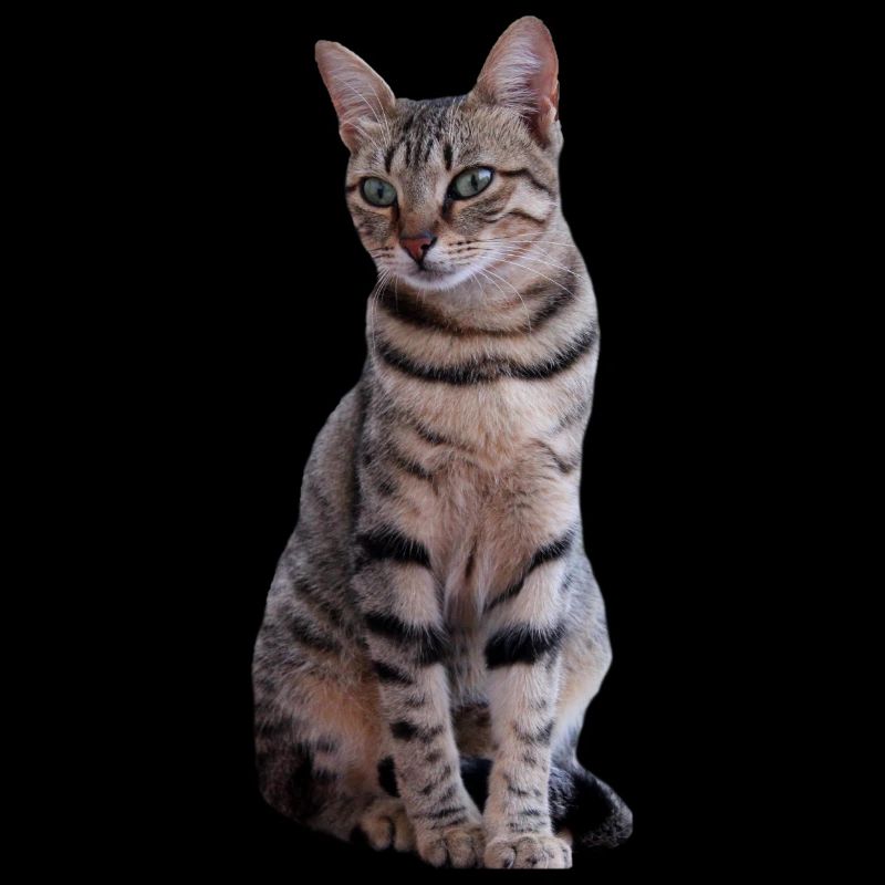 chat chats chaton doux cadeau de Noël