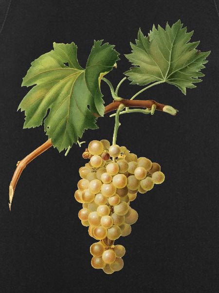 Bunch of grapes
