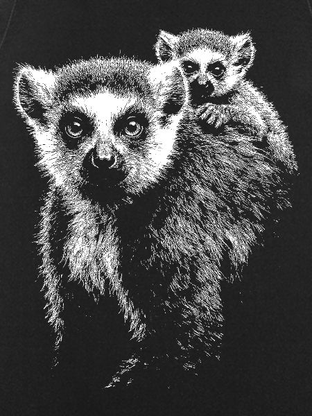 ring-tailed lemur