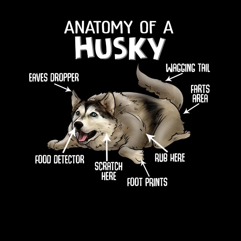Anatomie eines Husky Hund