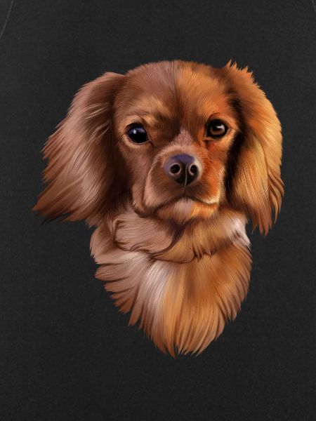 King Cavalier dog