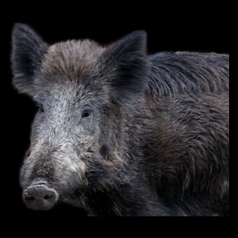 Wild boar Wild boar Pig Sow Pigs