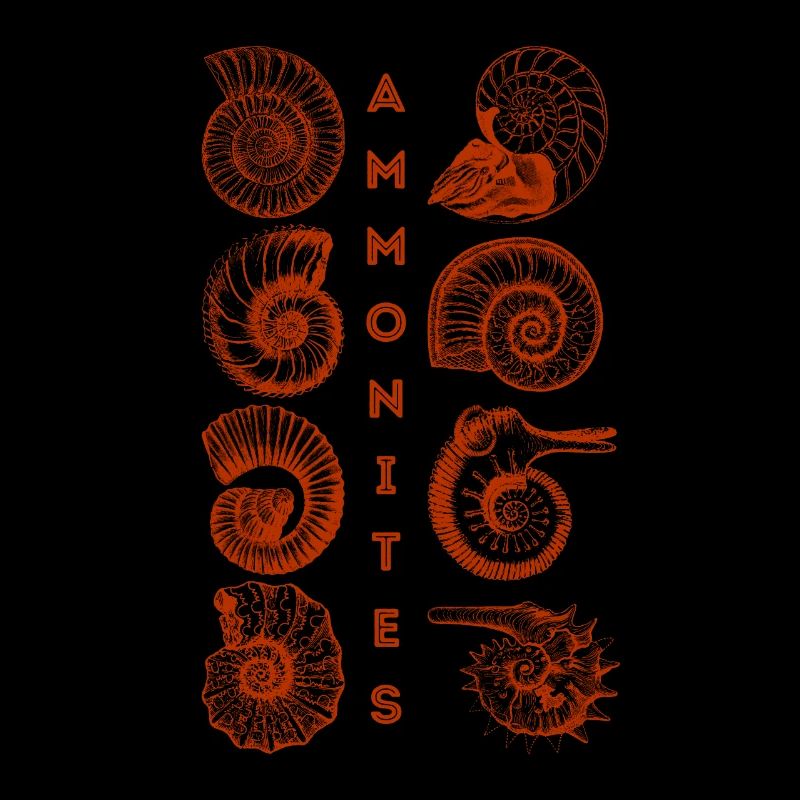 AMMONITES - Fossil - Paleontology - Student