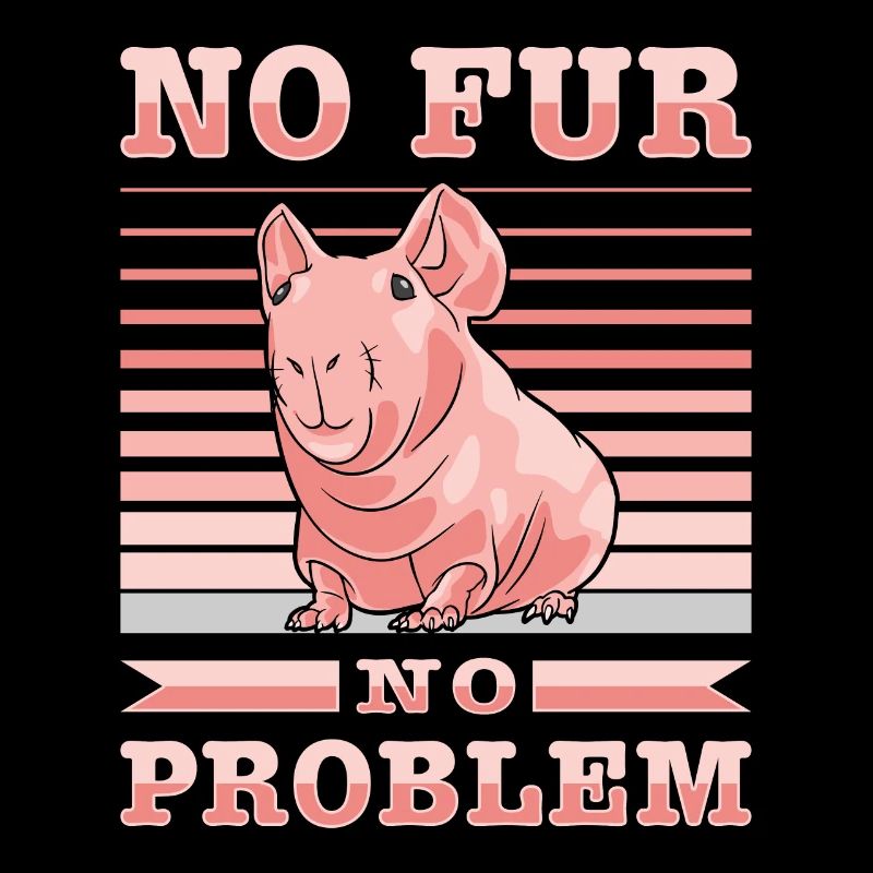 cochon d’Inde sans poils, cochon maigre,