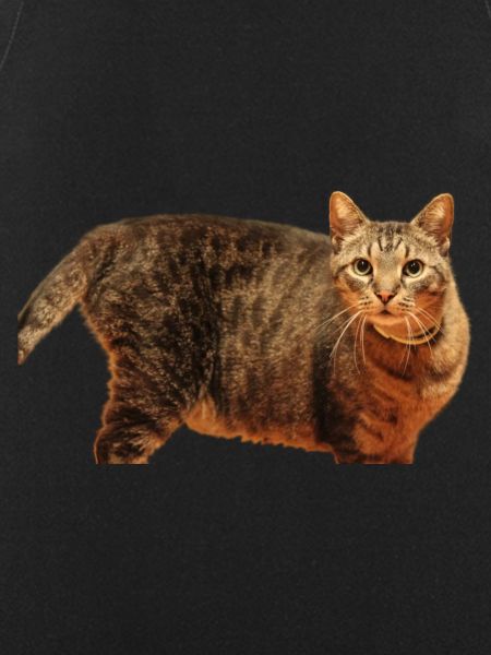 Cat Kitten