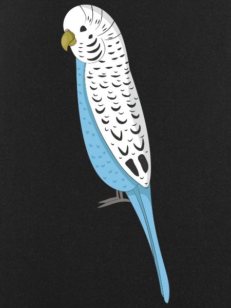 budgerigar