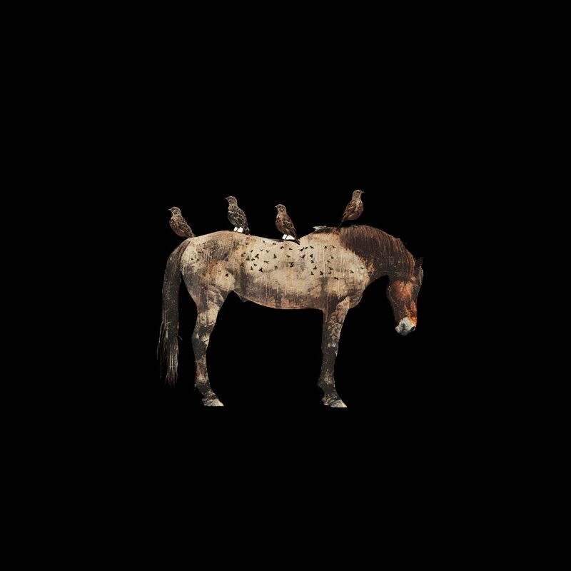 Cheval avec des oiseaux sur le dos