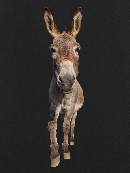 Donkey