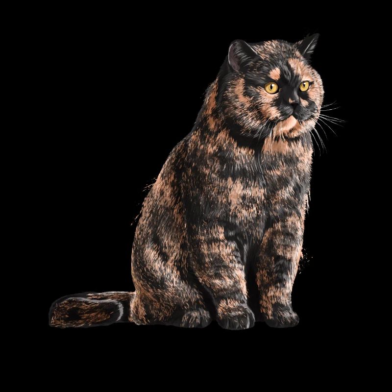 Sitzende Tortoiseshell Britisch Kurzhaar Katze