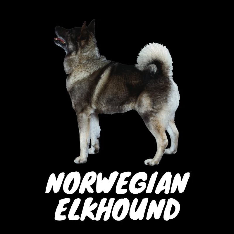 Cerf norvégien grisHound