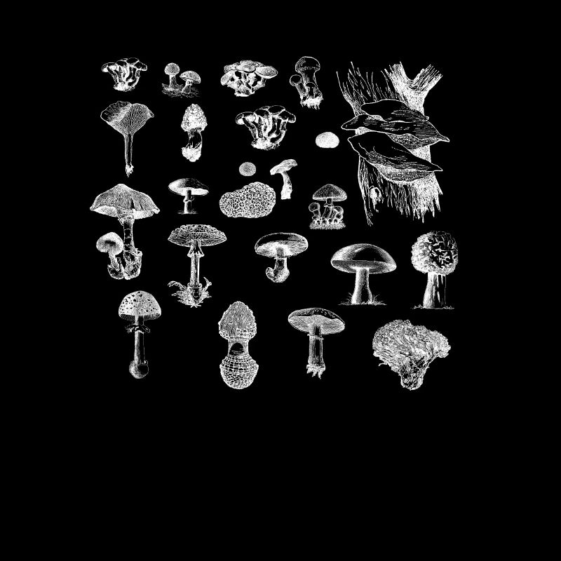 Collection de champignons