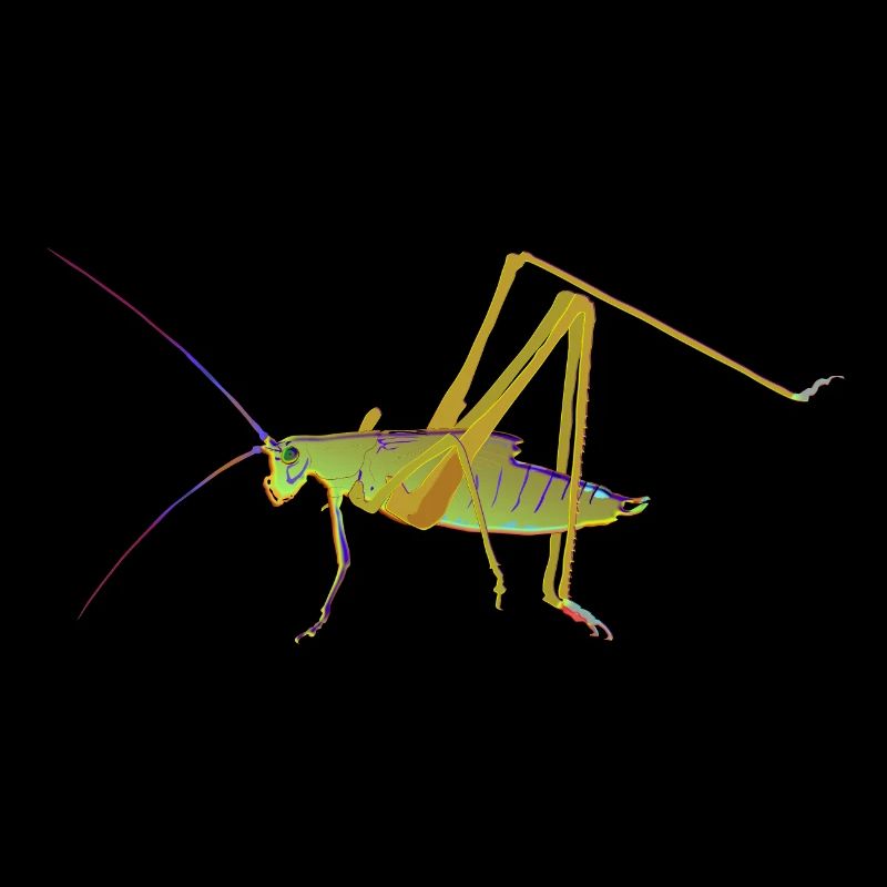 Grasshopper Grille Insecte Sauterelle Foin Cheval
