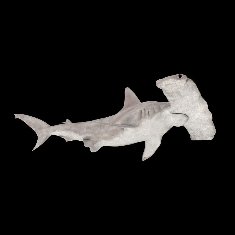 Grand requin-marteau, requin, requin