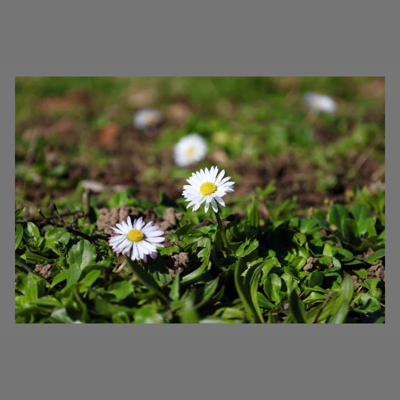 Gänseblümchen