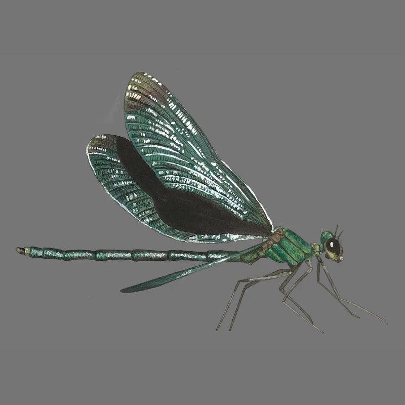Dragonfly dragonfly