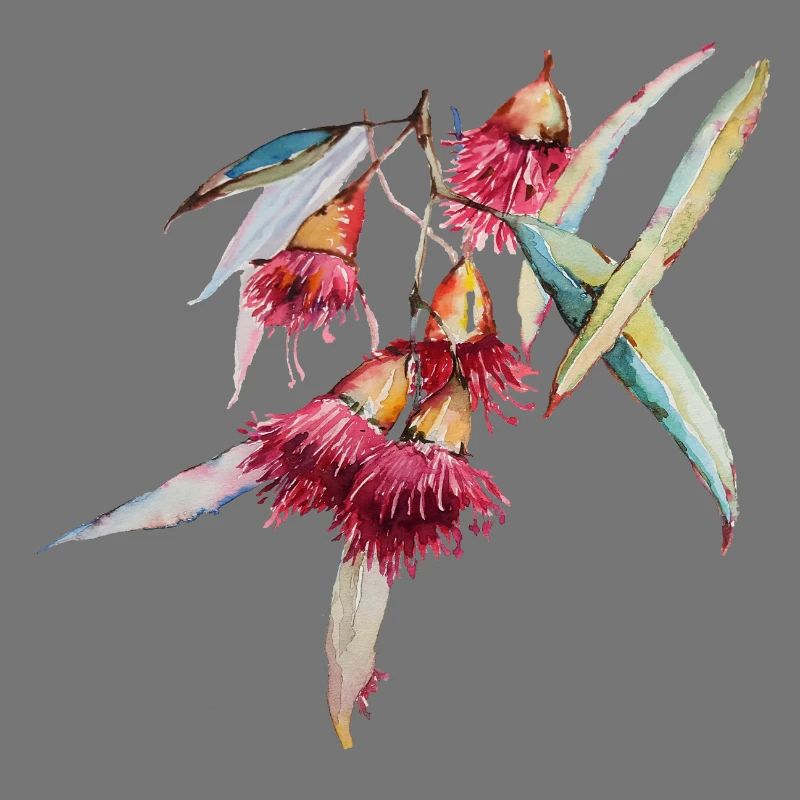 Eucalyptus - aquarelle dessinée à la main