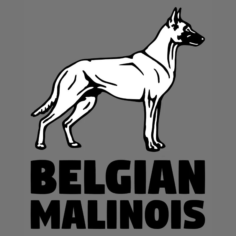 Malinois debout