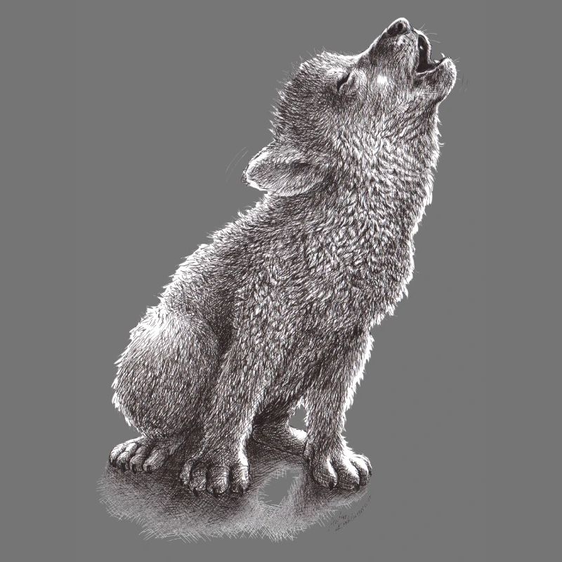 Junger heulender Wolf
