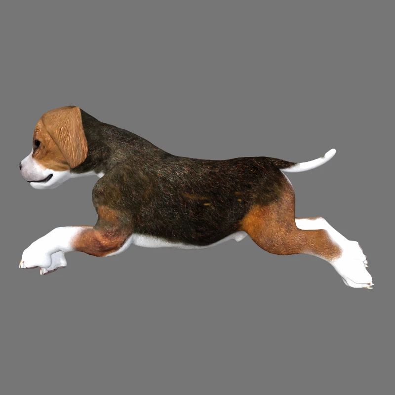 Chiot Beagle