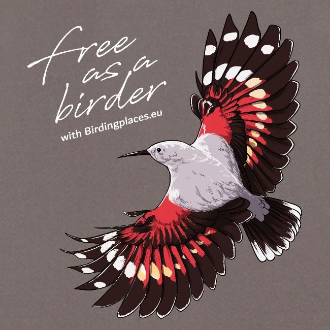 Birdingplaces Wallcreeper Free as a Birder II