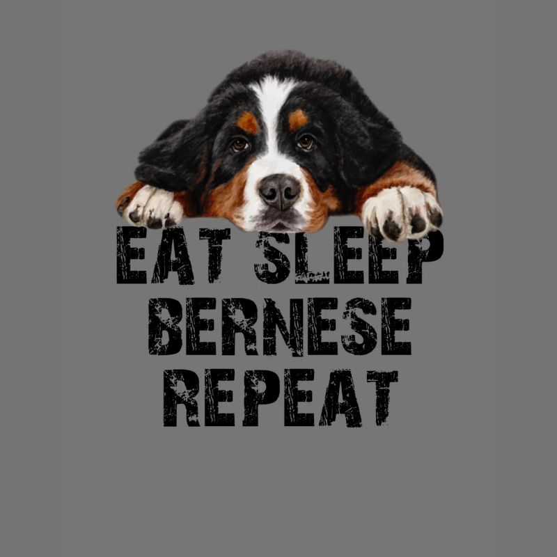 Bouvier bernois
