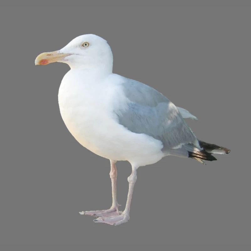 Gull