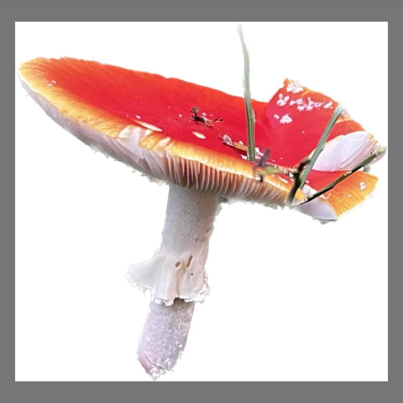 Homesaleor Toadstool