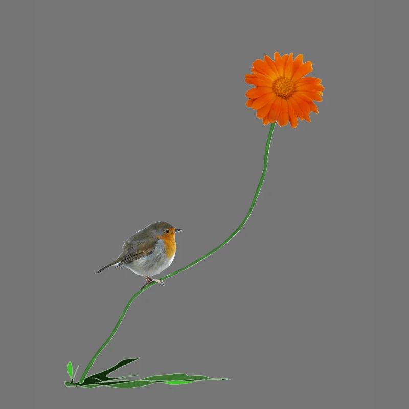 Robin avec fleur