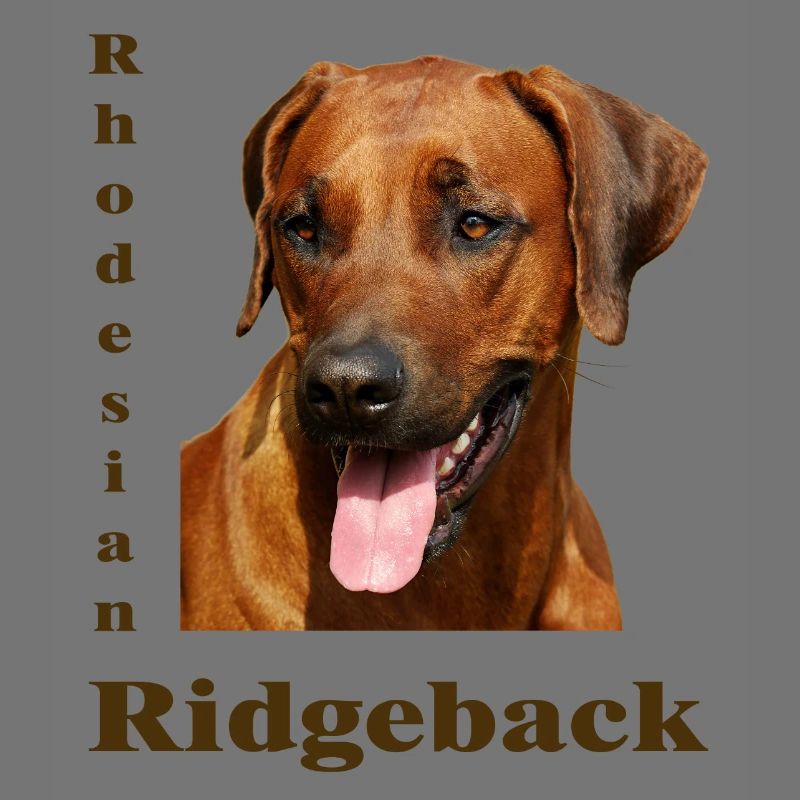 Rhodesian Ridgeback