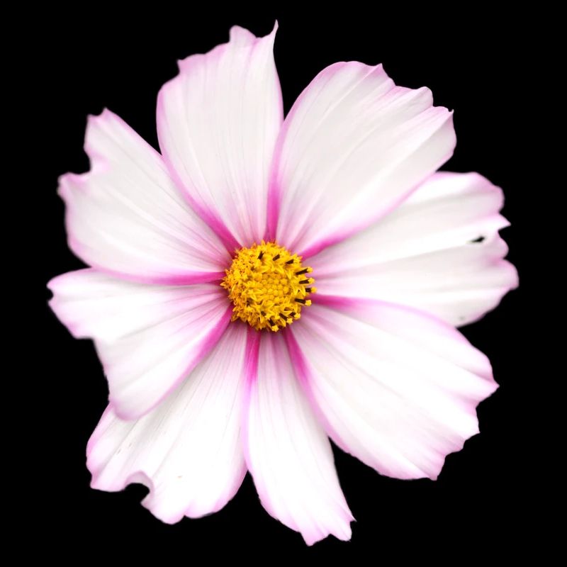 Fleur blanche