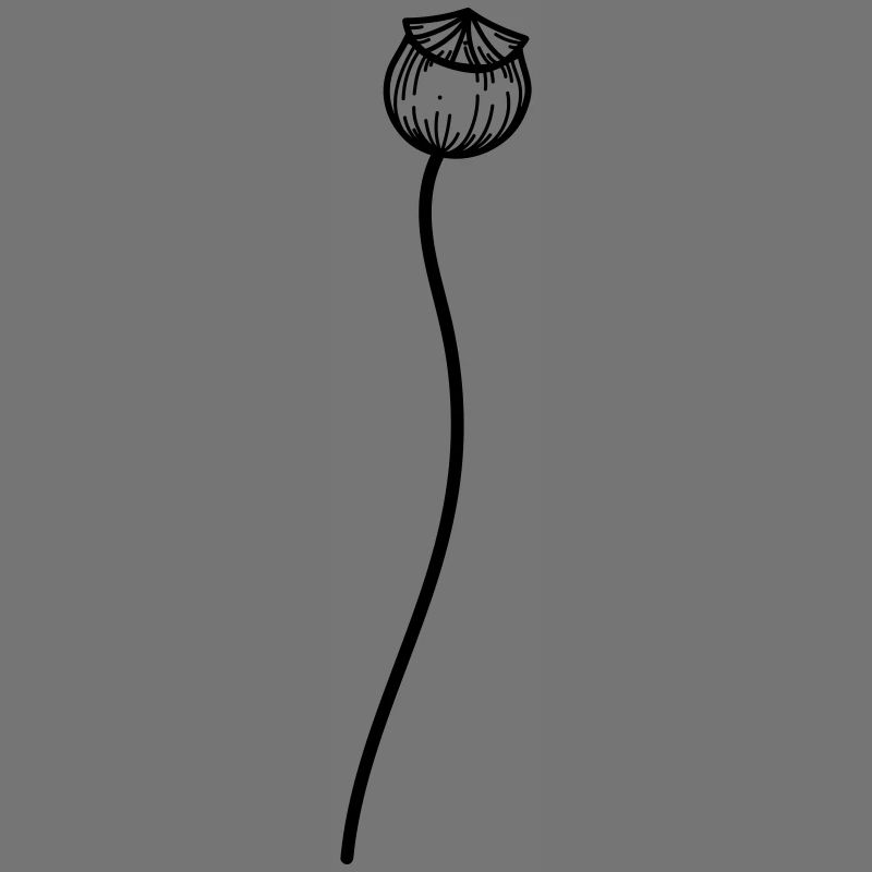 Mohn Blume 2