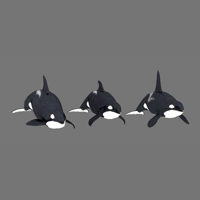 Three killer whales, orca, killer whale