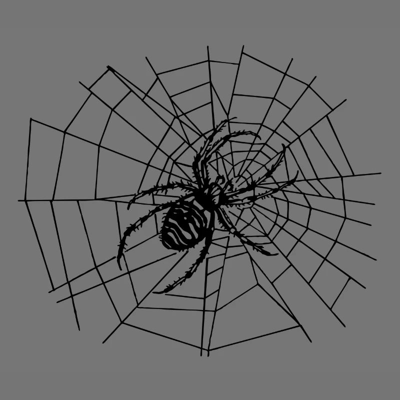 Grande araignée dans le filet | L’araignée | spider