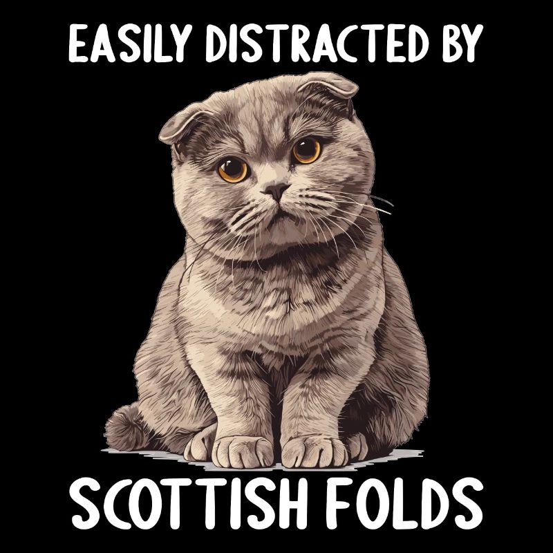 Scottish Fold Kätzchen Scottish Fold Katze