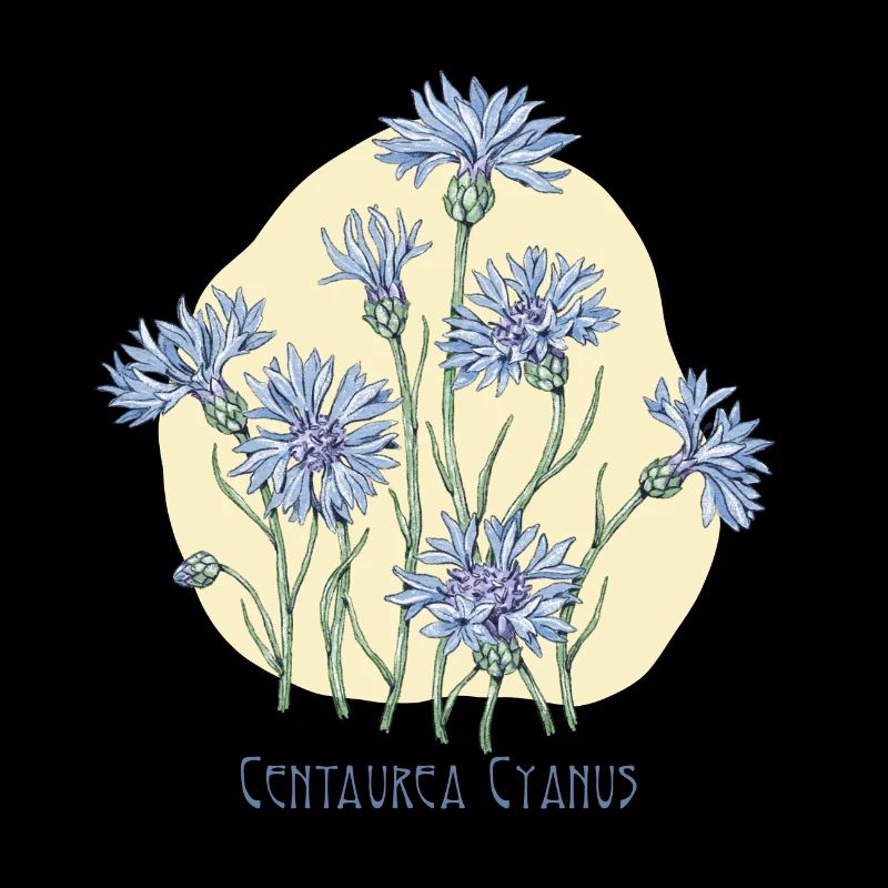 cornflower, botanical drawing
