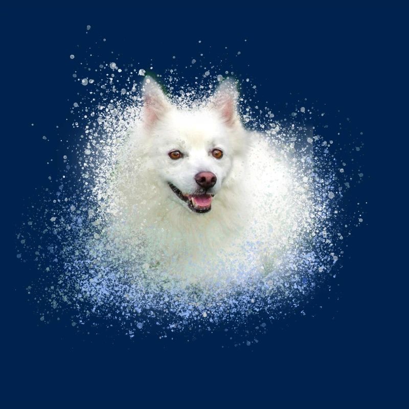 spitz,hund,graffiti,malerei,zwergpsitz
