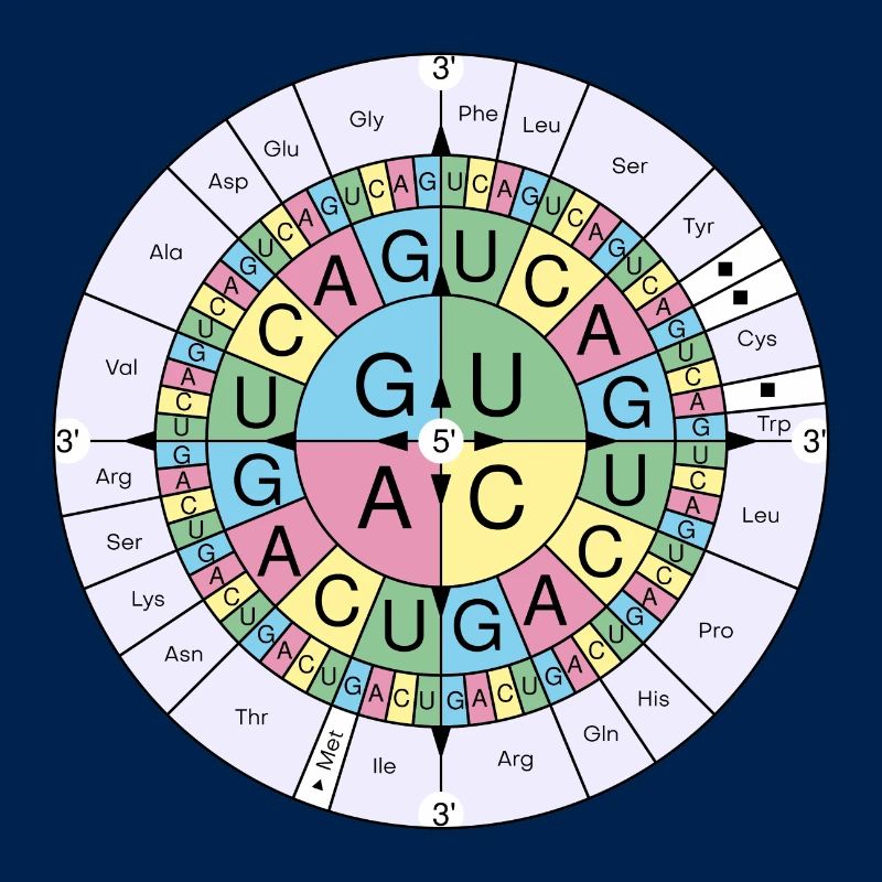 Biochimie RNA codon code soleil