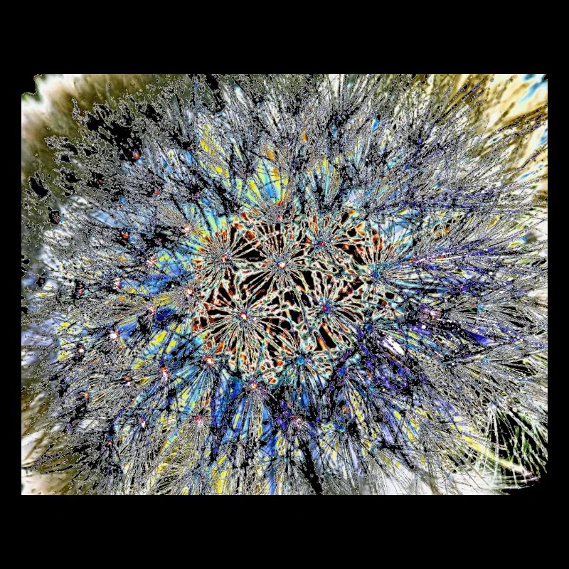 Dandelion, A731878