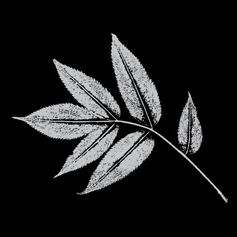 Leaf Ash - Nature & Forest Botanical