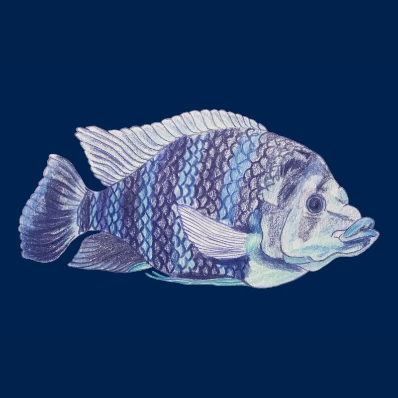 blue fish sea zebra tilapie zebra tilapie
