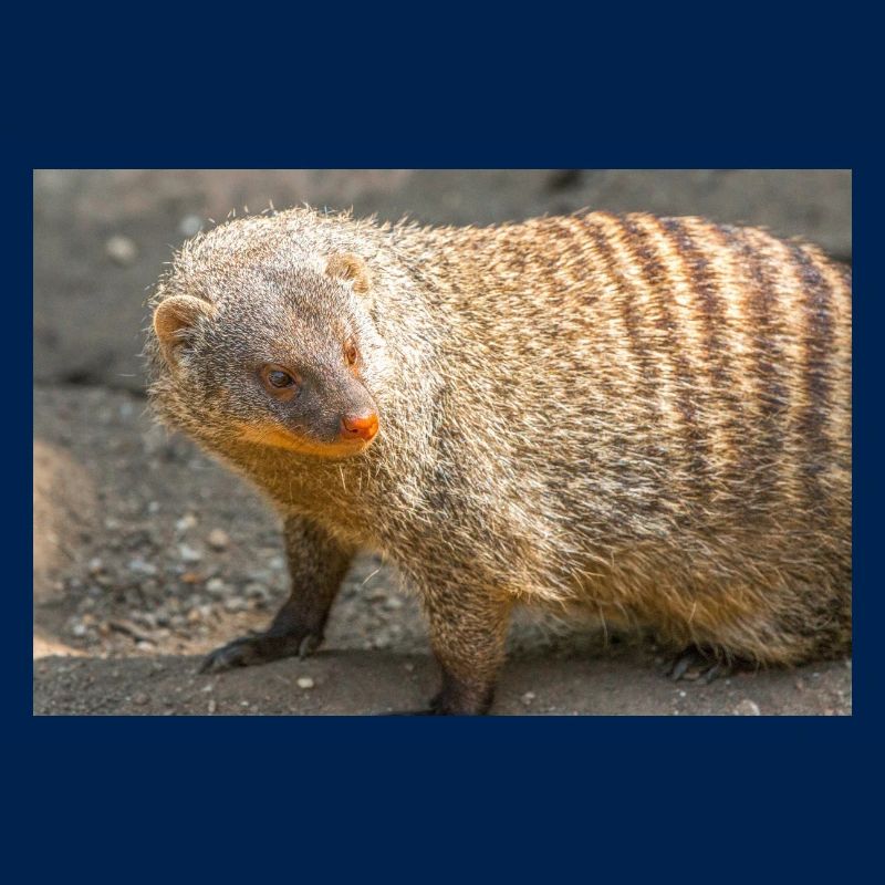 Gebänderte Manguste oder Zebramanguste