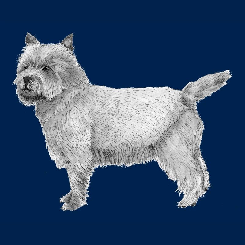 Cairn Terrier