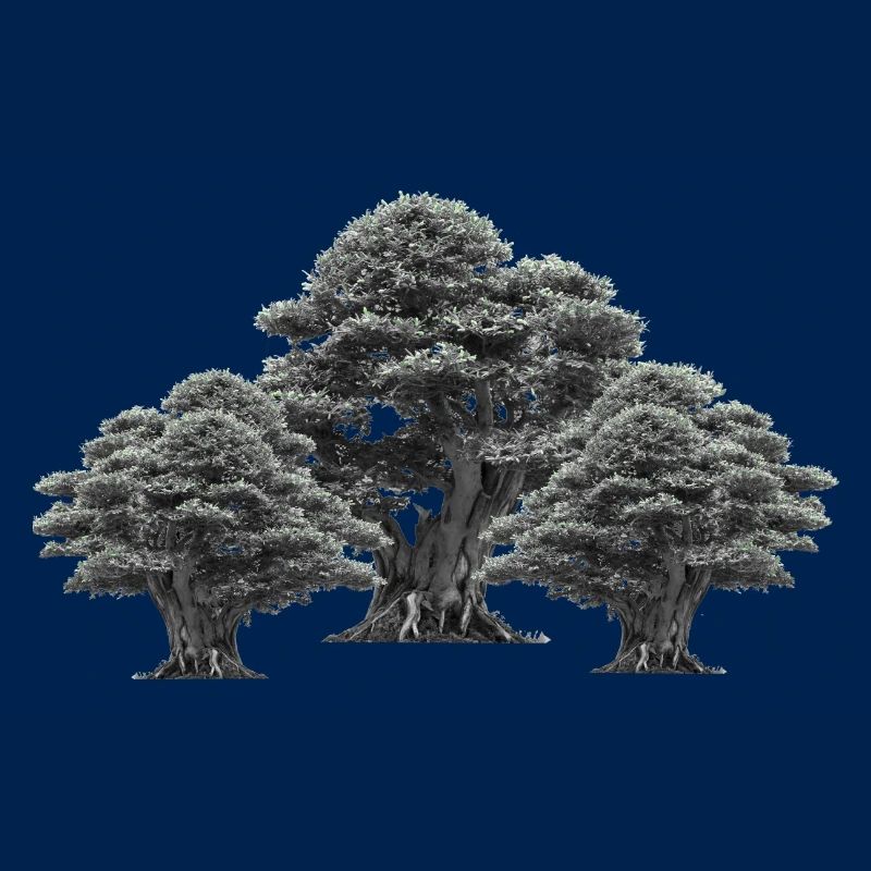 Forest, Trees, Nature, Tree, Deciduous Tree, Climate, Flora