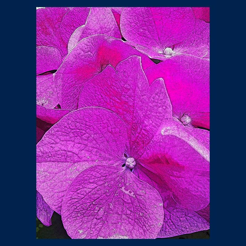 Hydrangea, Hydrangea