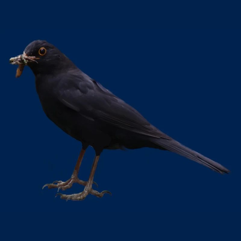 Amsel Vogel schwarzer Vogel