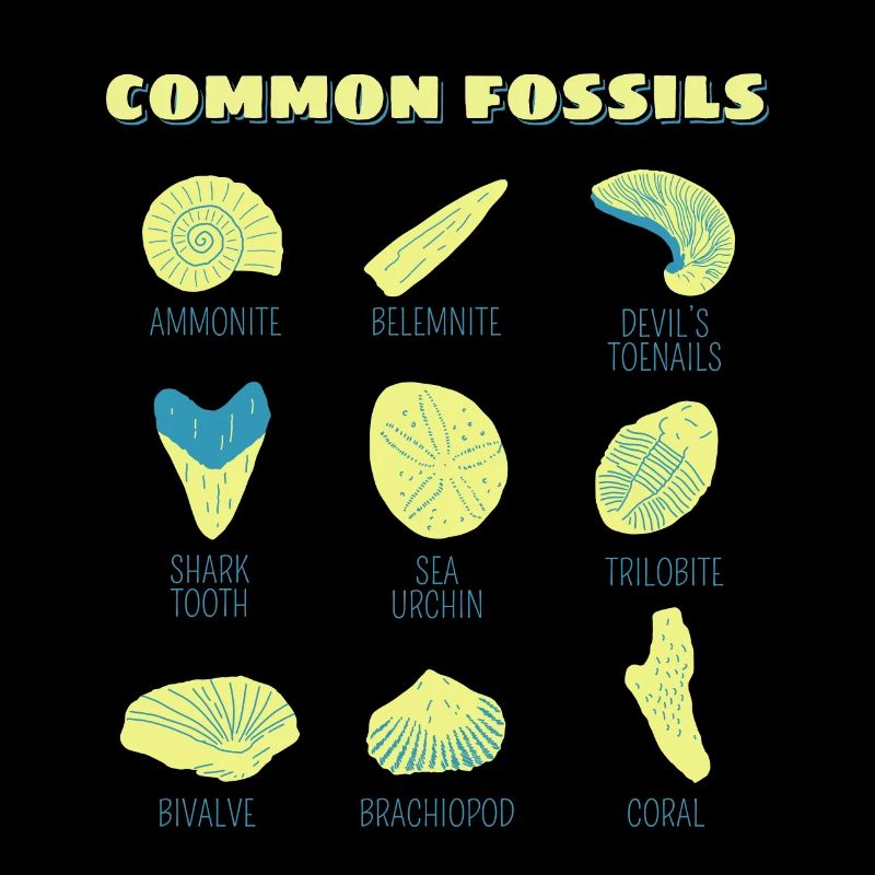 Fossilien Sammlung Geschenk Fossil Jäger