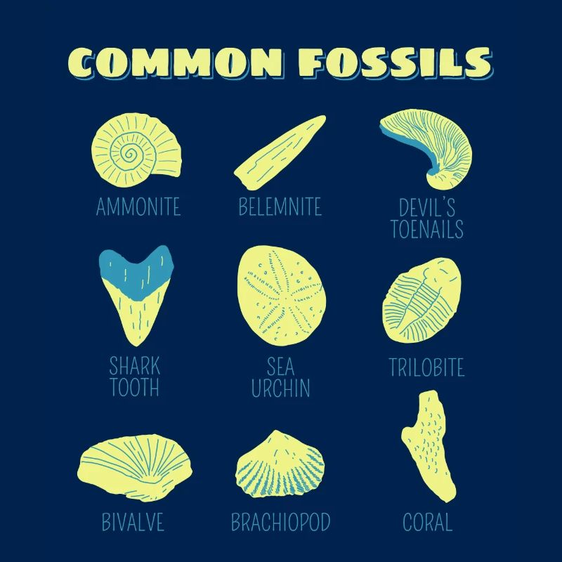 Fossils Collection Gift Chasseurs de fossiles